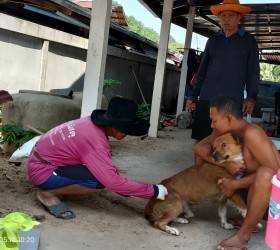 องค์การบริหารส่วนตำบลน้ำคำ ออกบริการฉีดวัคซีนป้องกันโรคพิษสุนัขบ้า